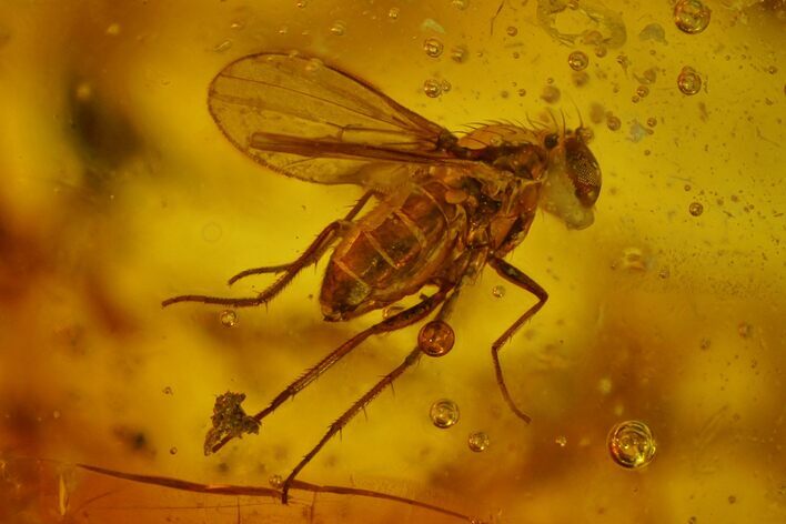 Fossil Fly (Diptera) In Baltic Amber #128336